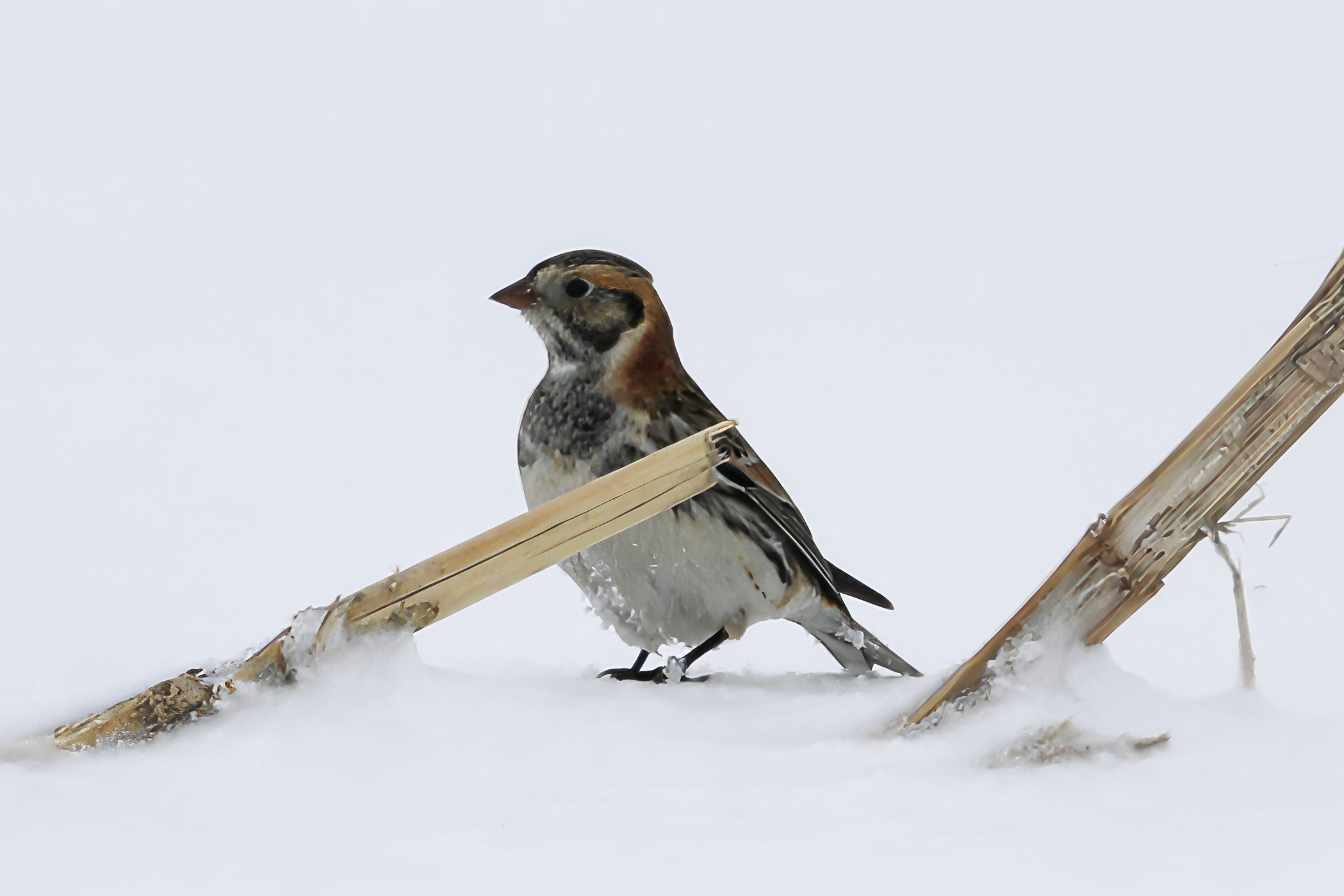 Lapland Longspur | Milwaukee, WI USA | Joe Luedtke Photography