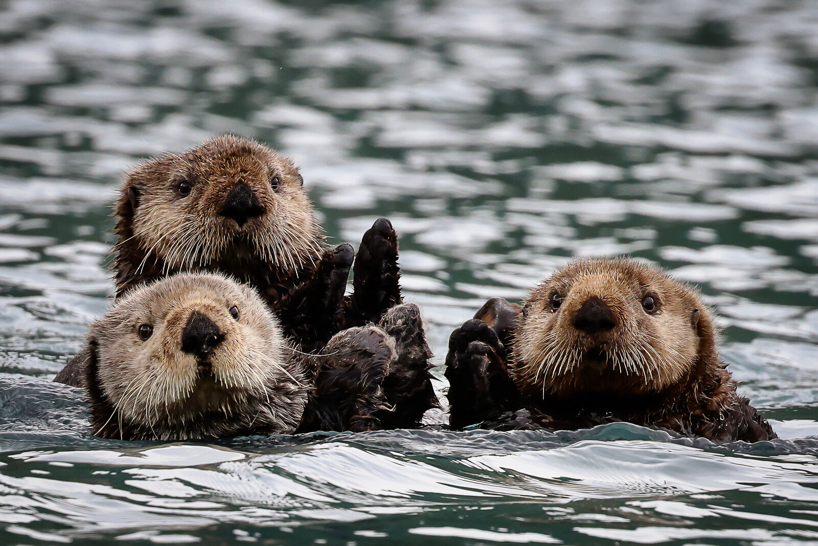 Sea Otters in the Pederson Lagoon | Kenai Fjords National Park, AK ...